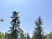 Виктори